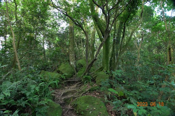 桃園 龍潭 石門山、太平山、清水坑山2189022