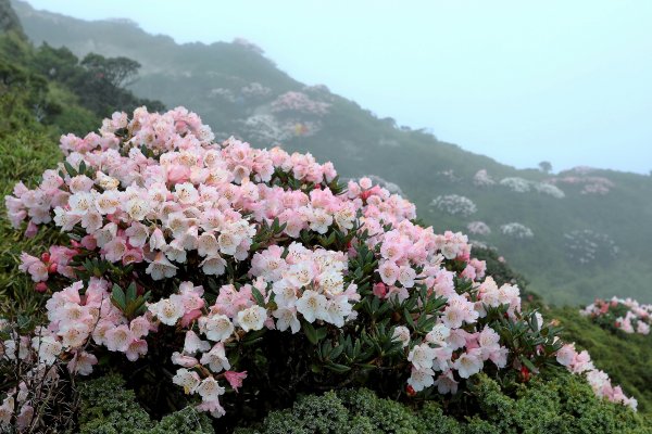 霧裡看花/這一季的東峰杜鵑597673
