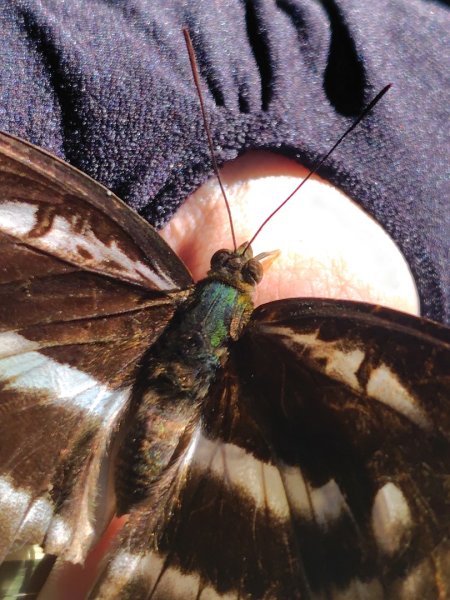 唐麻丹山 蝴蝶谷2918906