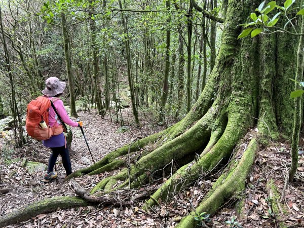 鳶嘴山+稍來神木 202508302873908