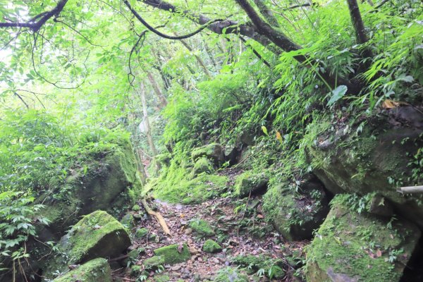 菁桐古道-磐石嶺古道2799107
