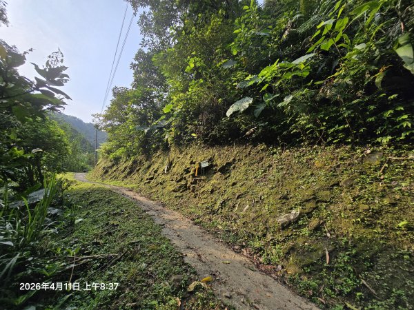 2026-04-11微笑山線：【二格山系】筆架連峰段3034549
