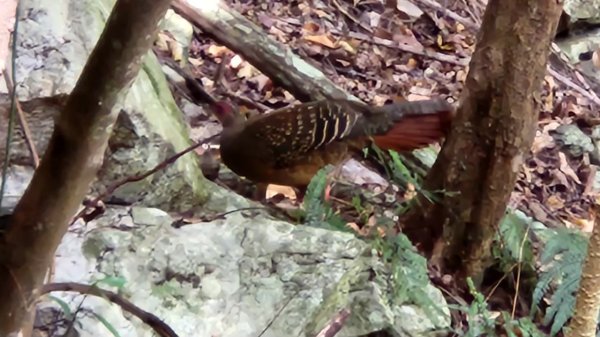 【中級山】谷關七雄波津加山2742325