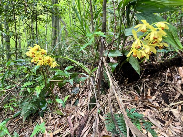 20250525_鳳凰山步道（南投小百岳）2855886