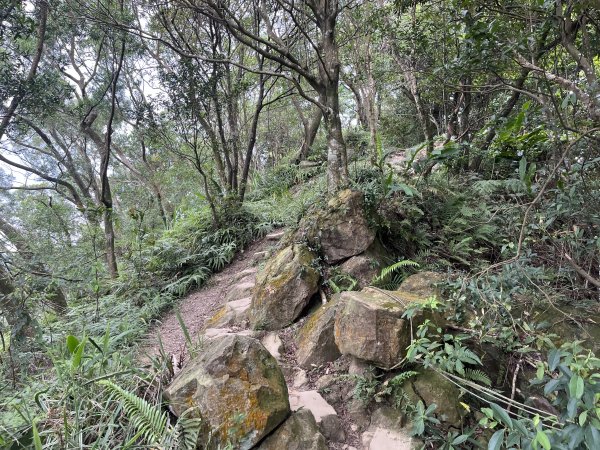 [微笑山線_第五段] 2025_0705 天上山系_南勢角山2830435