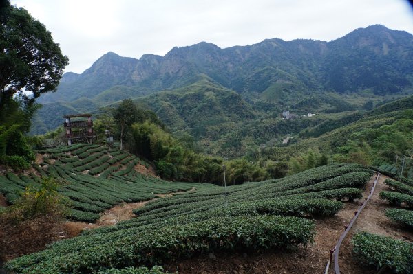 南投 鹿谷 大崙頭山、貓冬望山、樟空倫山、志騰山、竹崙山2993341