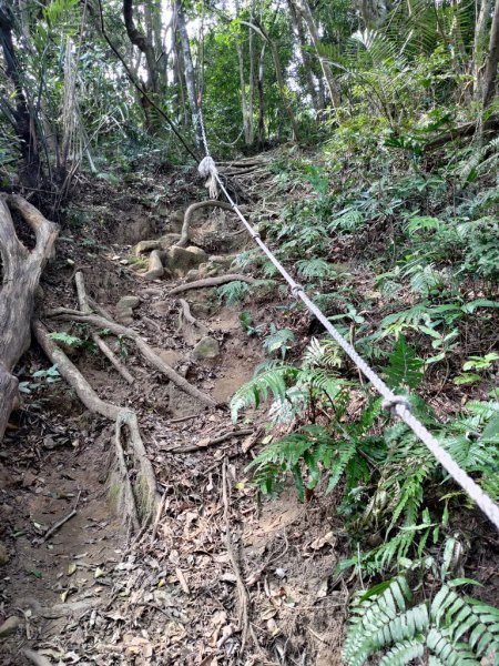 【新竹縣關西鎮】赤柯山步道2833173