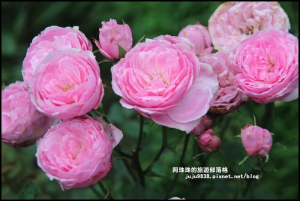 雅聞七里香玫瑰森林玫瑰季。浪漫歐式庭園930349