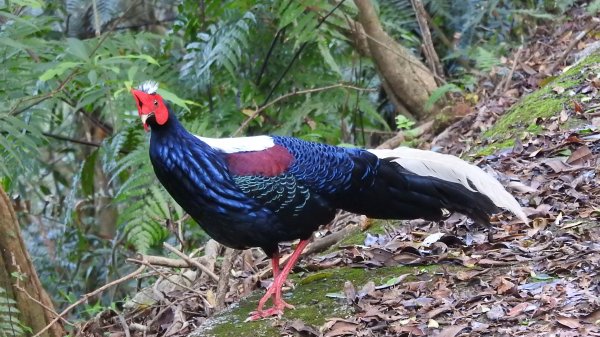 翡翠水庫壩頂 #火燒雲雲海 #日出雲海 #鱷魚島 #藍腹鷴 4/292773461