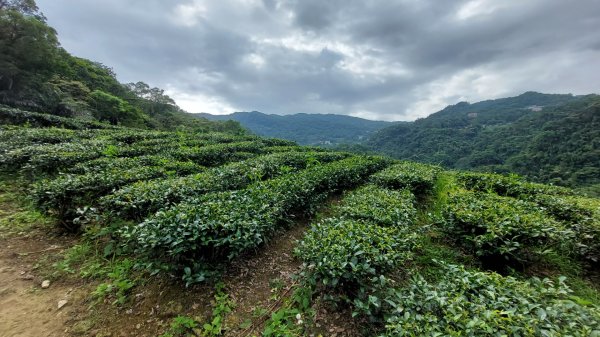 石碇 O 型縱走大崙古道・崩山大崙・華梵大學・熱腸古道・磨石坑山2803265