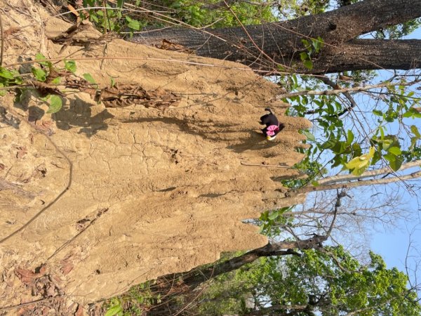 尼泊爾奇旺國家公園4天三夜2788976