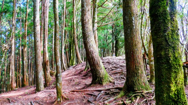 油羅山(一上三下)2959161