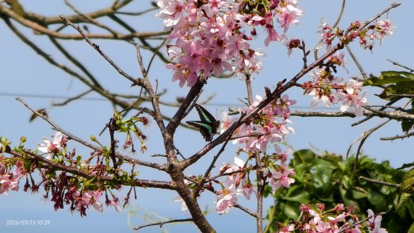 #西龍巖寺 #八里療養院 #黃花風鈴木 #青帶鳳蝶 #虎山 #101大樓  3/133014413