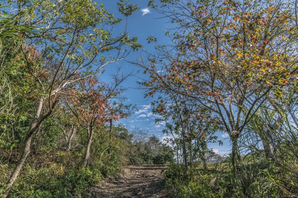觀音山(北橫古道)1542403