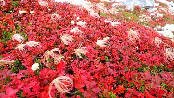 走在上帝翻落的調色盤上日本劍岳與立山連峰的山遊記2954052