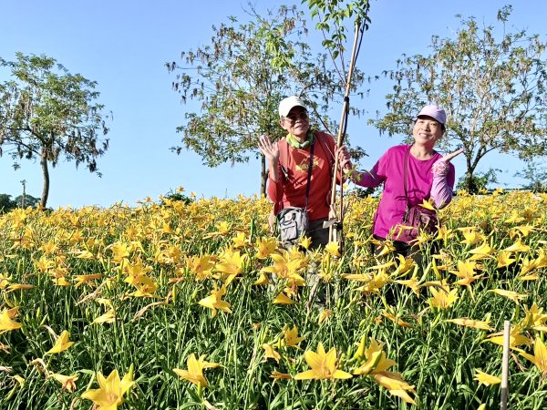 虎山巖賞金針花順撿基石    2025.5.142789444