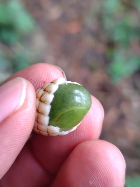 鳳鳴古道 鳳鳴山 南隘勇（南長城）古道 三湖山 八達嶺（龍骨）古道 綠色古道 延平古道2975178