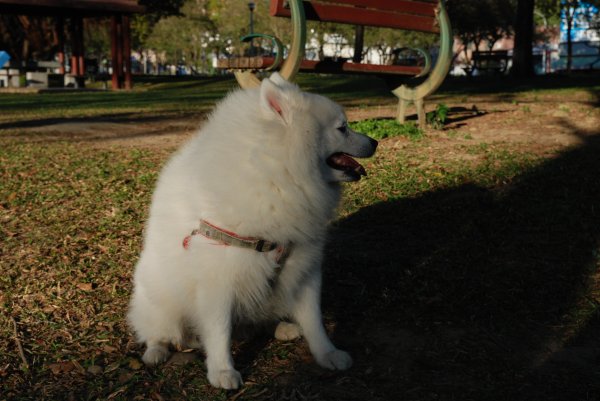 帶銀狐犬去廍子公園散步 2024.1.162404659