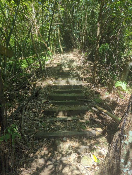 2025.10.18－微笑山線：【天上山系】望月亭桐花段2919558