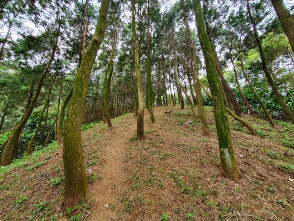 土城天上山，大暖尖山，猴洞，清水石門山，桐花公園，賞螢步道，承天禪寺，桃園福源山1645596