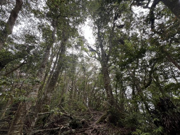 ~  塔  曼  山  ~2782770