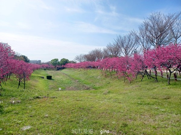 【台中后里】春日賞花。崴立機電櫻花公園2441570