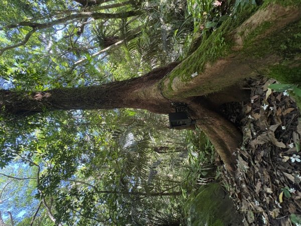 戲水（鴛鴦2786664