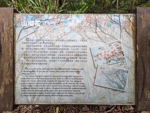 紗帽山步道探訪歷史遺跡、賞芒花1510058