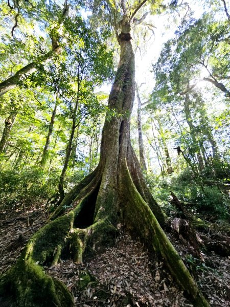 特富野古道-2024嘉遊好步道．來嘉走走2674381