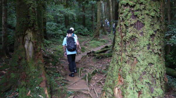 東眼山登山健行趣(小百岳22號)1544323