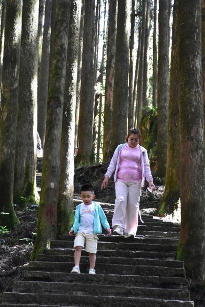 20251011追公車搭公車阿里山漫遊2910922