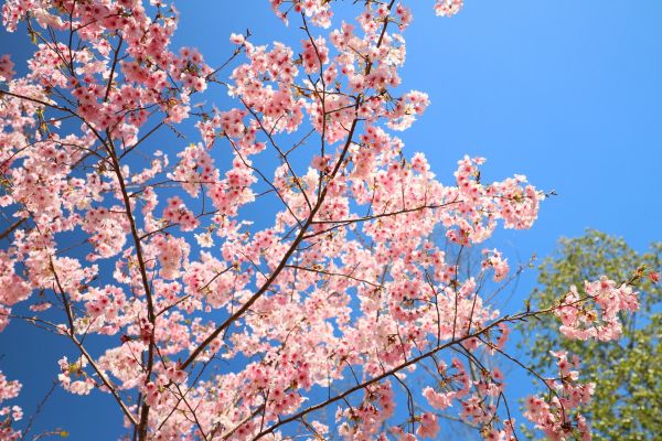 拉拉山的櫻花286580