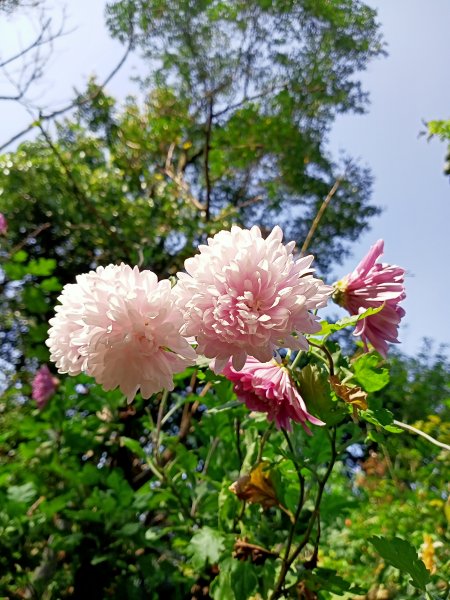 象獅豹虎-四獸山探秘之虎山秘境（2-2 無極瑤池宮→松山慈惠堂停車場出入口）2066048