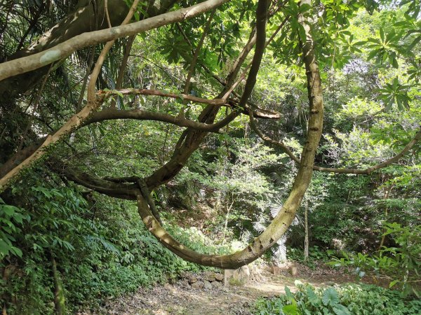 獅頭山風景區 - 漫步參山步道1023040