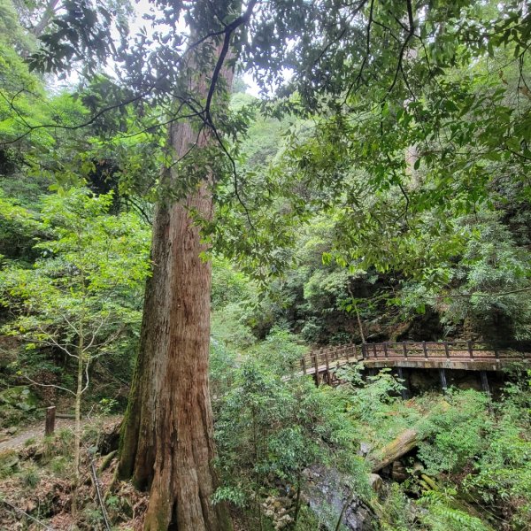 大雪山森林遊樂區森林浴步道2543586