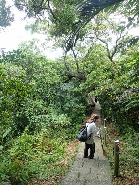 天上山縱走賞桐花去~1361778