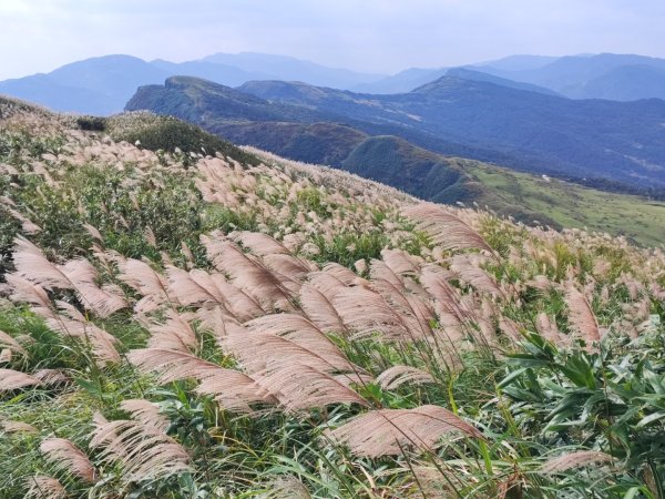 草嶺古道/桃源谷步道芒花季2411407