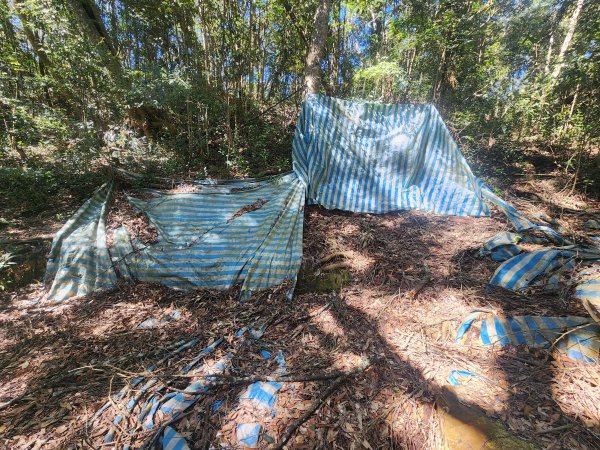 20250216水社大山潭南線2746134