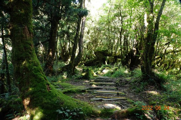 宜蘭 大同 太平山森林遊樂區 鐵杉林自然步道1743709