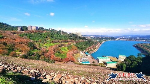 【桃園】石門水庫賞楓~梅花、櫻花初開