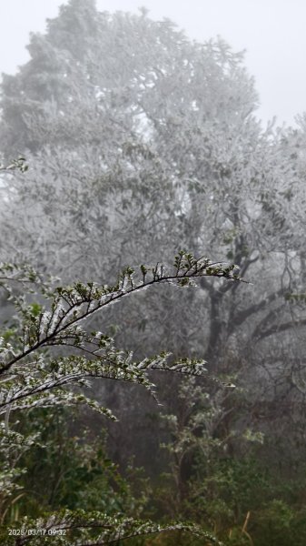 #望洋山 #太平山觀雲步道 #霧淞 #雲海 #帝雉 3/172737658
