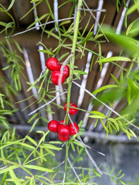 農禪寺,普濟寺2407037