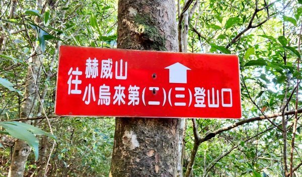 【中級山】插天山的奇幻世界，赫威山，赫威神木群步道2741315