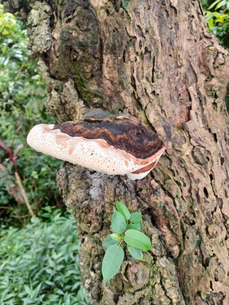 【台中北屯】南觀音山步道2933194