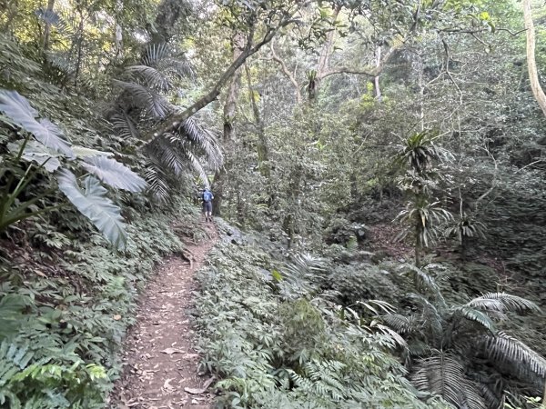 小百岳編號30-五指山112.11.04(原路折返)2336909