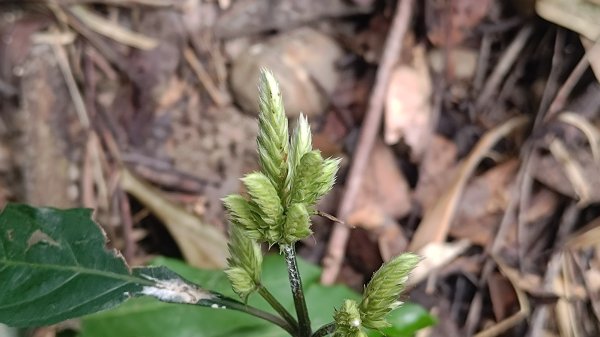 內樹尾、田中**山2708937