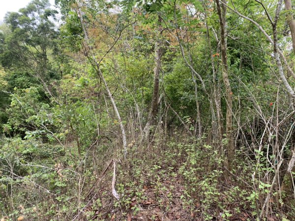 20250403高雄頂荖濃山2757154