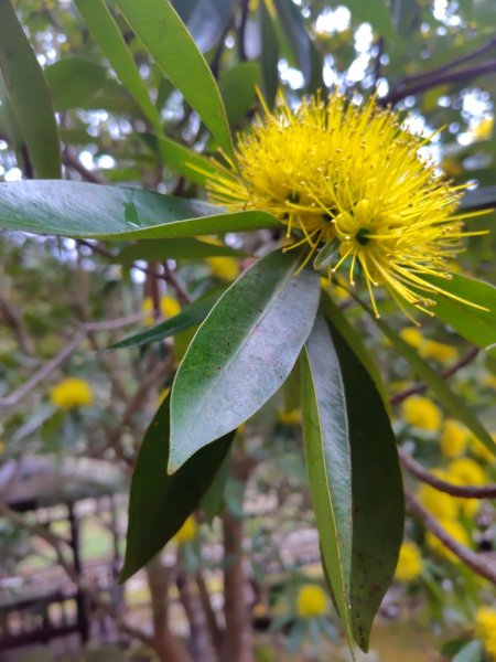 鳳鳴古道 鳳鳴山 南隘勇（南長城）古道 三湖山 八達嶺（龍骨）古道 綠色古道 延平古道2975107