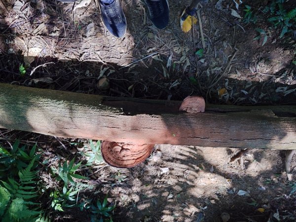 微笑山線之鳶山任務2855525