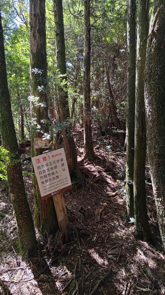 榛山景觀平台2918101